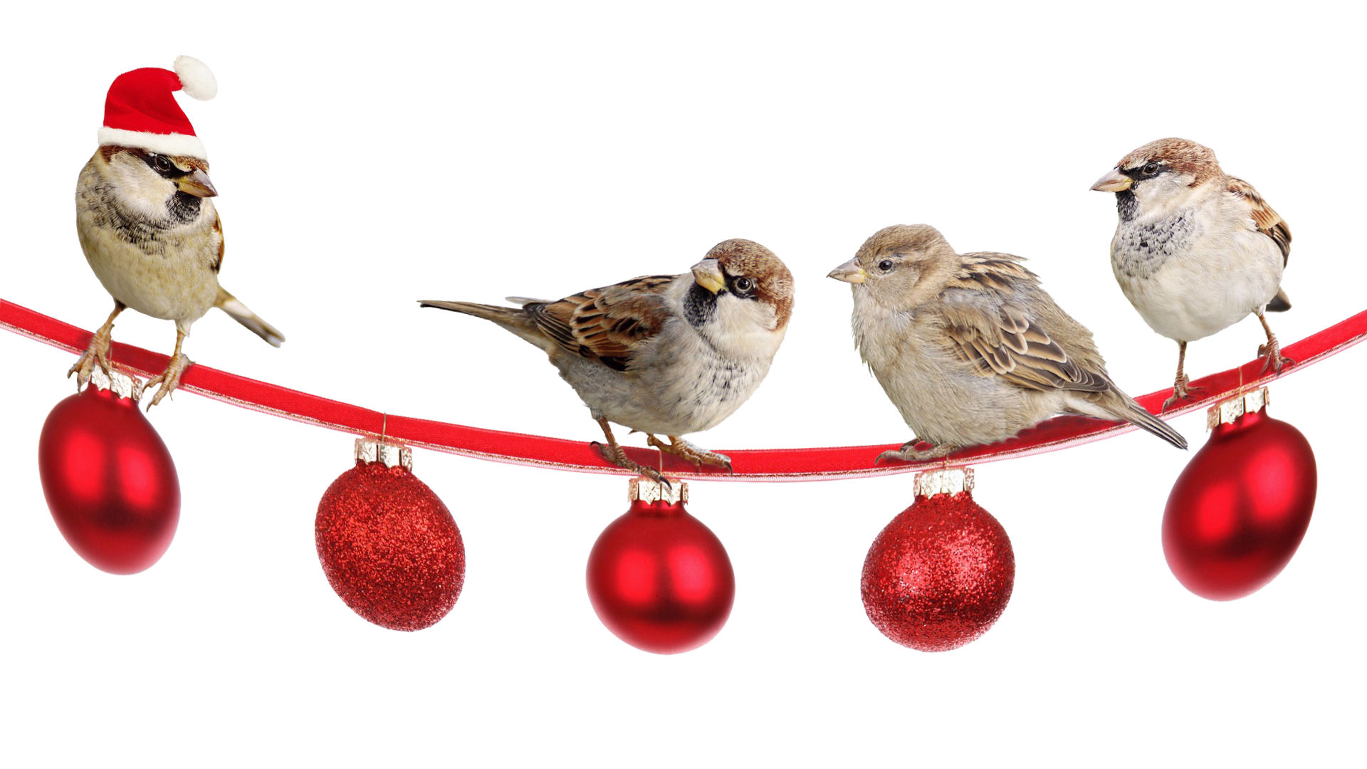 sparrows-2900850_1920-op-hangend-lijntje.png