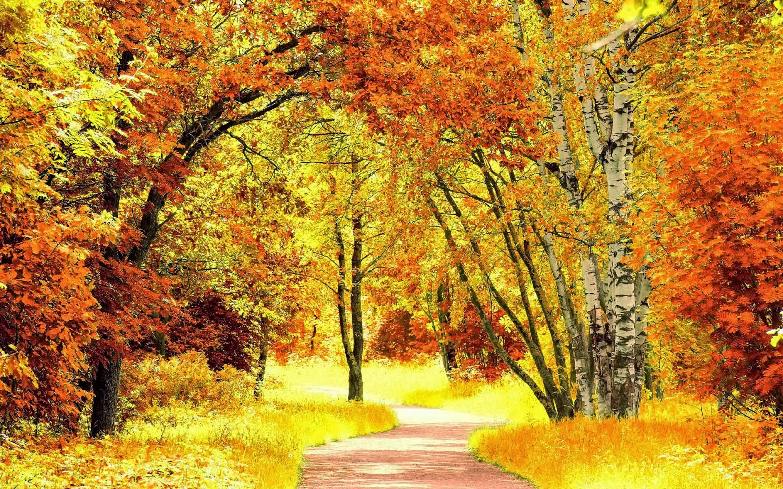 herfst-foto-van-bomen.jpg